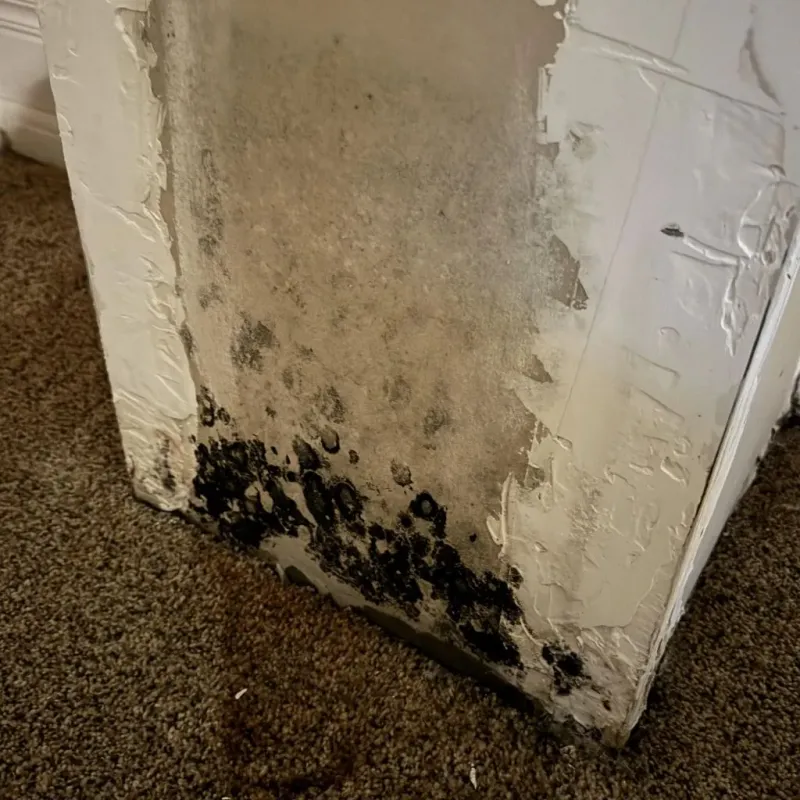 Professional Mold Removal in Pleasant Hills, MD